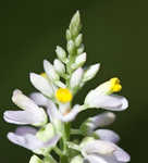 Chapman's milkwort